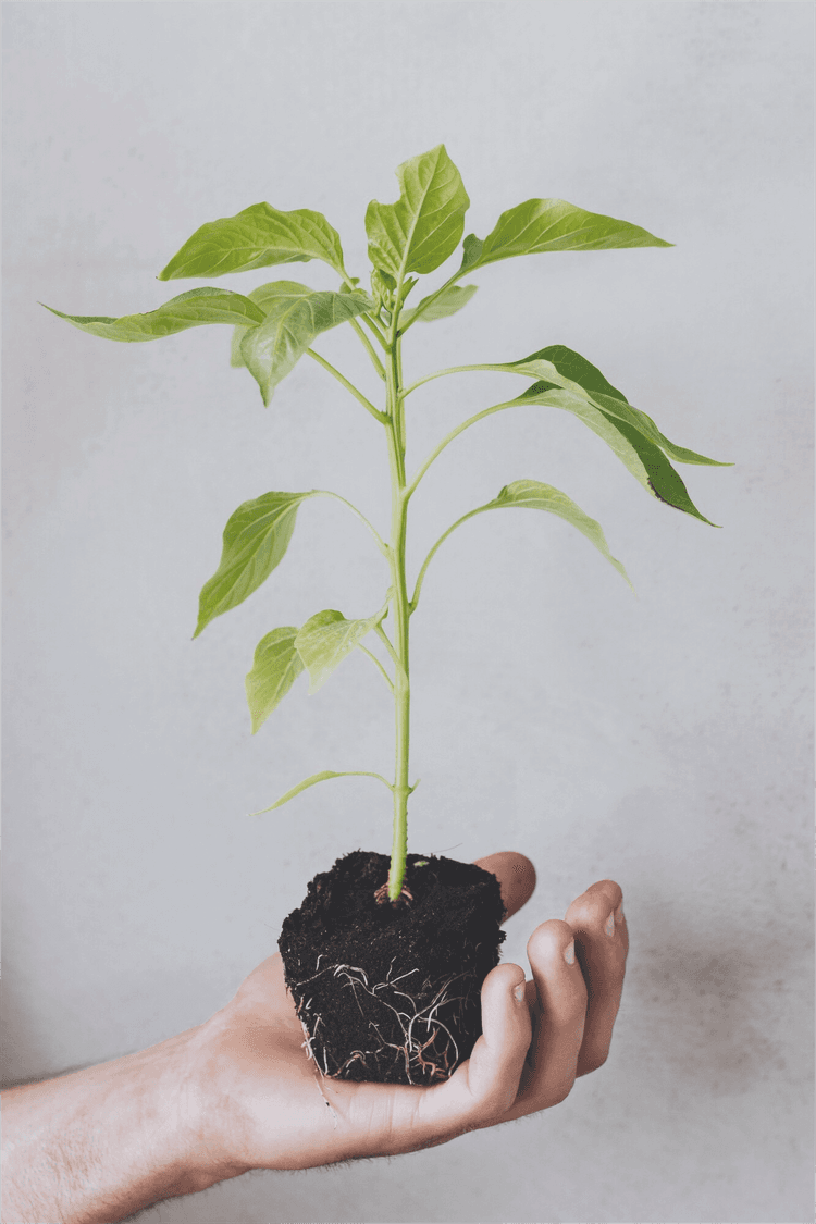 Supportive hands representing business support